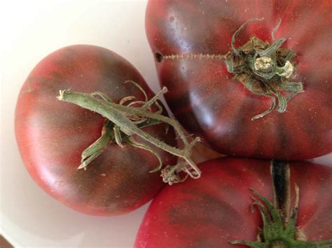 Tomato Divination 9 Pro: Taking Tomato Growing to the Next Level